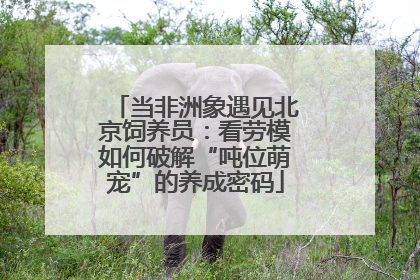 当非洲象遇见北京饲养员：看劳模如何破解“吨位萌宠”的养成密码